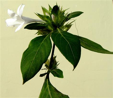 Barleria cristata